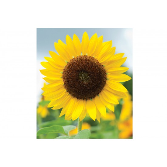 Full Sun Improved - (F1) Sunflower Seed