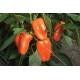 Glow - Organic (F1) Pepper Seed