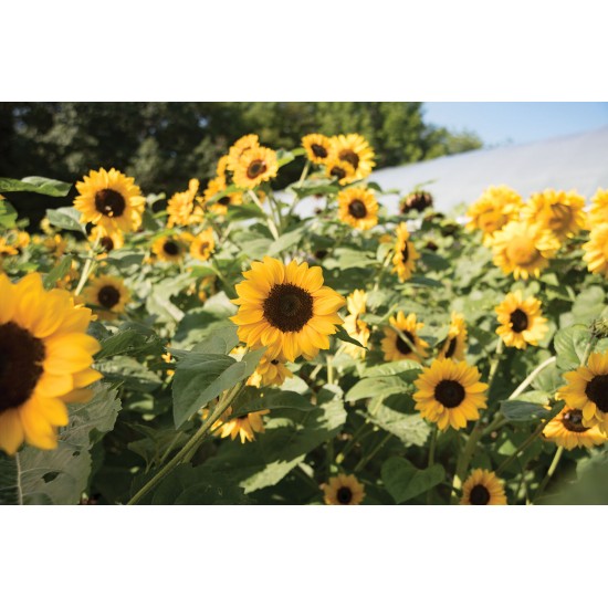 Gold Rush - (F1) Sunflower Seed