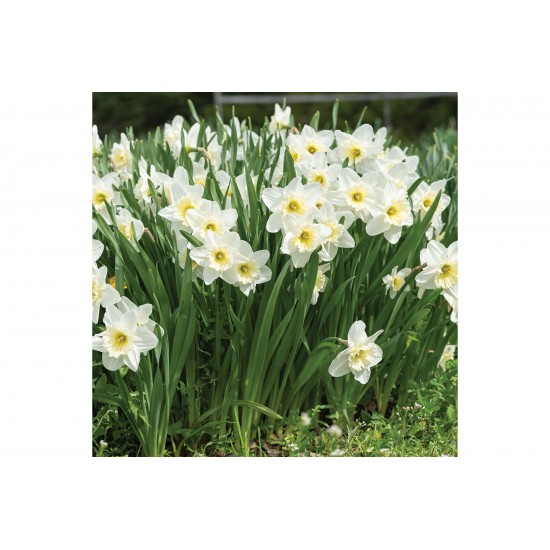 Ice Follies - Narcissus Bulb