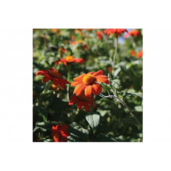 Mexican Sunflower - Tithonia Seed
