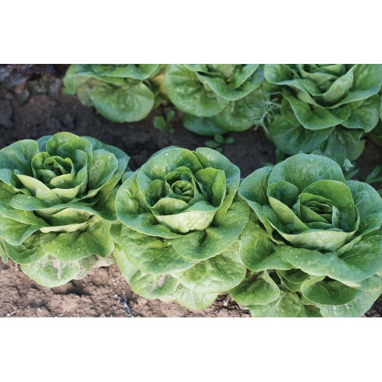 Newham - Organic Lettuce Seed