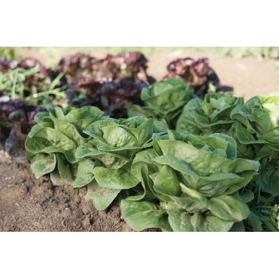 Newham - Organic  Lettuce Seed