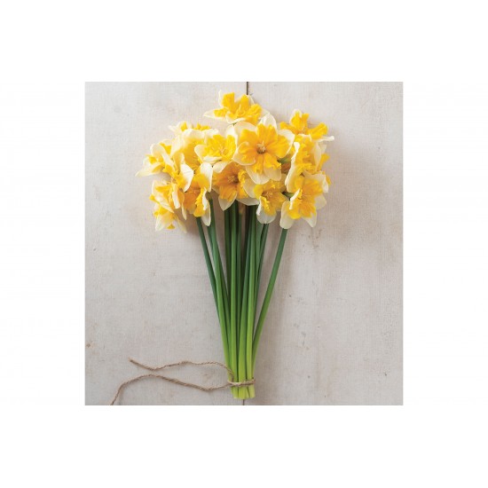 Orangery - Narcissus Bulb