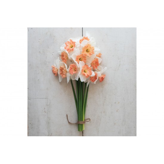 Precocious - Narcissus Bulb