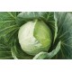 Primo Vantage - (F1) Cabbage Seed
