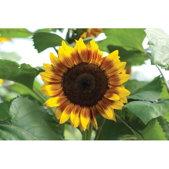 ProCut® Bicolor - (F1) Sunflower Seed