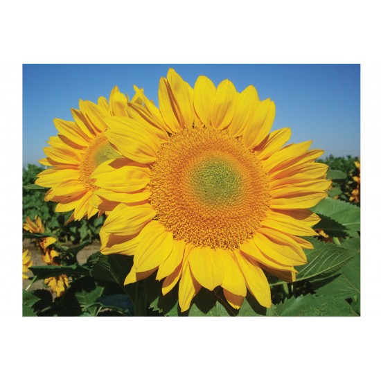 ProCut® Gold - (F1) Sunflower Seed