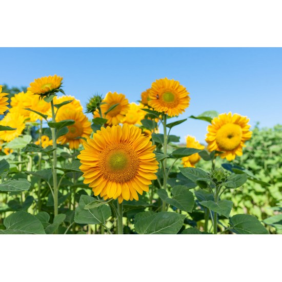 ProCut® Gold Lite DMR - (F1) Sunflower Seed