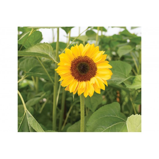 ProCut® Horizon - (F1) Sunflower Seed