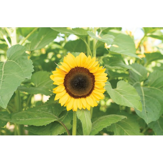 ProCut® Orange DMR - (F1) Sunflower Seed