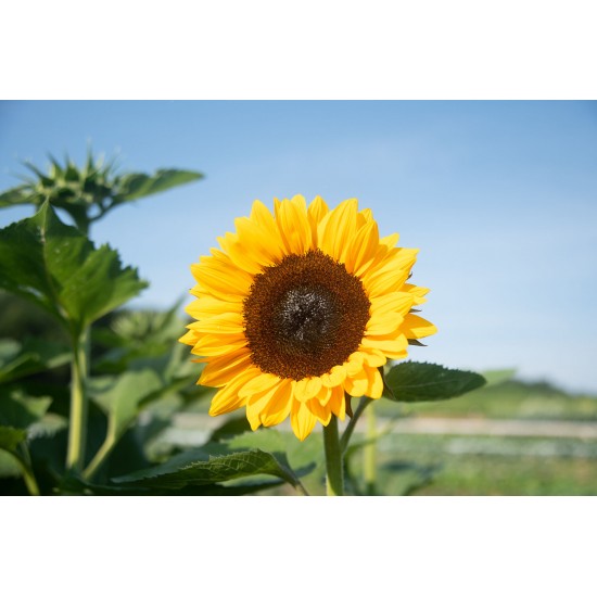 ProCut® Orange Excel - (F1) Sunflower Seed