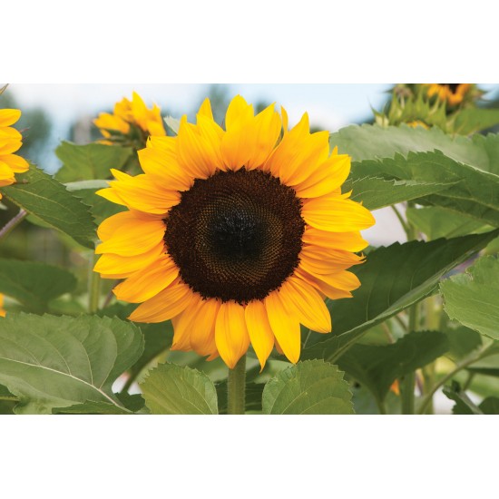 ProCut® Orange - (F1) Sunflower Seed