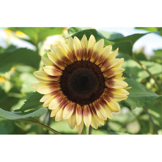ProCut® Red/Lemon Bicolor Sunflower Seed