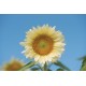ProCut® White Lite - (F1) Sunflower Seed