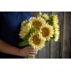 ProCut® White Lite - (F1) Sunflower Seed