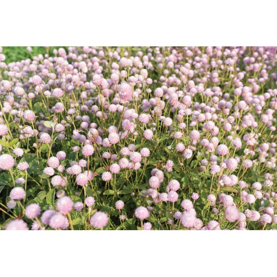 QIS™ Pink - Gomphrena Seed