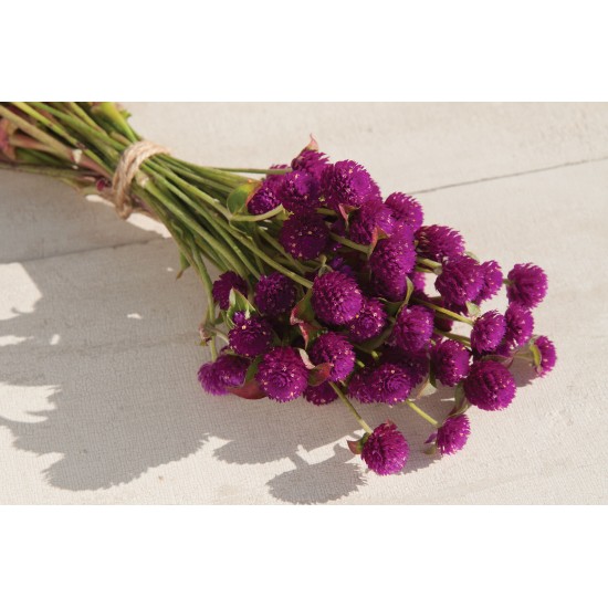 QIS™ Purple - Gomphrena Seed