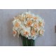 Rosy Cloud - Narcissus Bulb