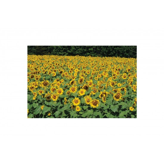 Royal Hybrid® 1121 Sunflower Seed