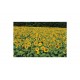 Royal Hybrid® 1121 Sunflower Seed