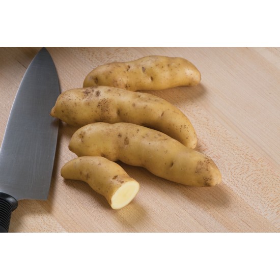 Russian Banana - Seed Potatoes