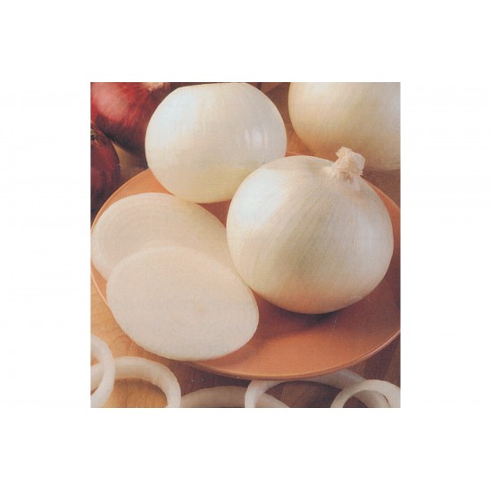 Sierra Blanca - (F1) Onion Seed