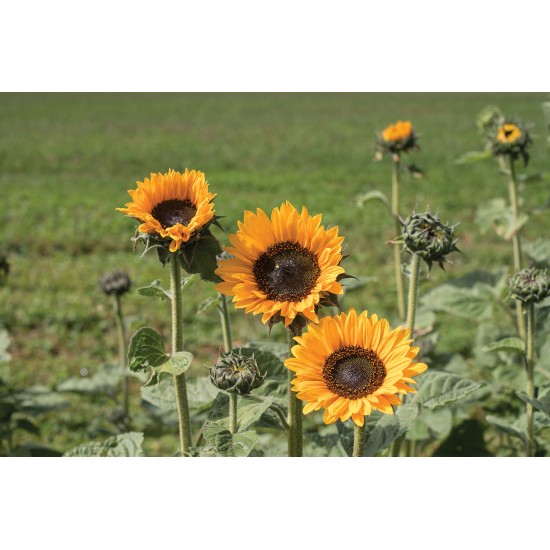 Soraya - Sunflower Seed
