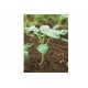 Spigariello Liscia - Broccoli Seed