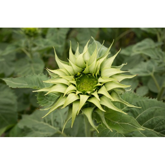 Sun-Fill™ Green - (F1) Sunflower Seed