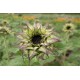Sun-Fill™ Purple - (F1) Sunflower Seed