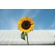 Sunbright Supreme - (F1) Sunflower Seed