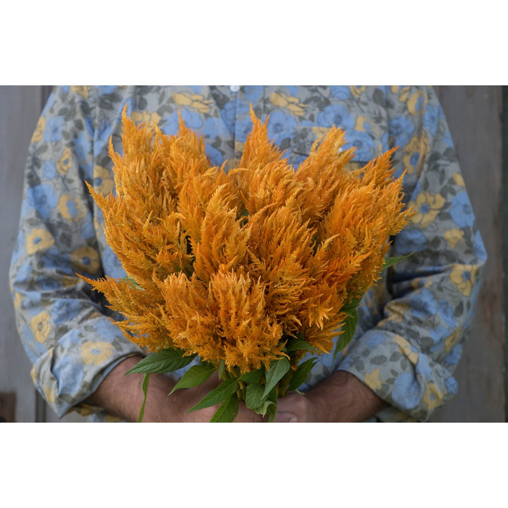 Sunday Gold - Celosia Seed - Flowers