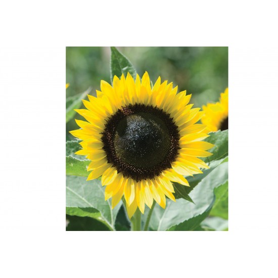 Sunrich Lemon - (F1) Sunflower Seed