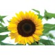 Sunrich Orange - (F1) Sunflower Seed