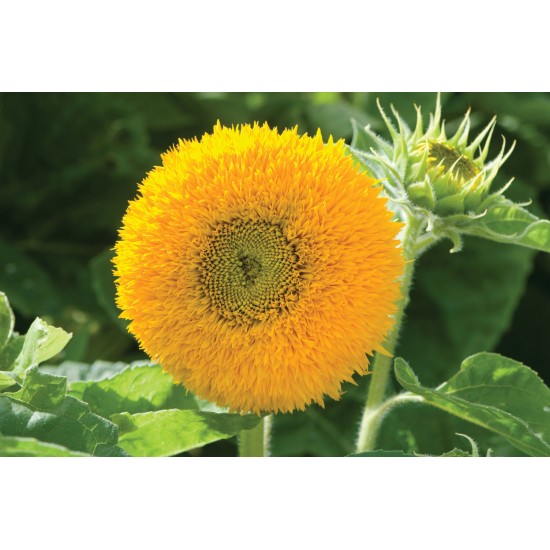 Teddy Bear - Sunflower Seed