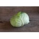 Tendersweet - (F1) Cabbage Seed