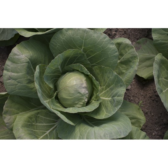 Tiara - Baby Cabbage Seeds