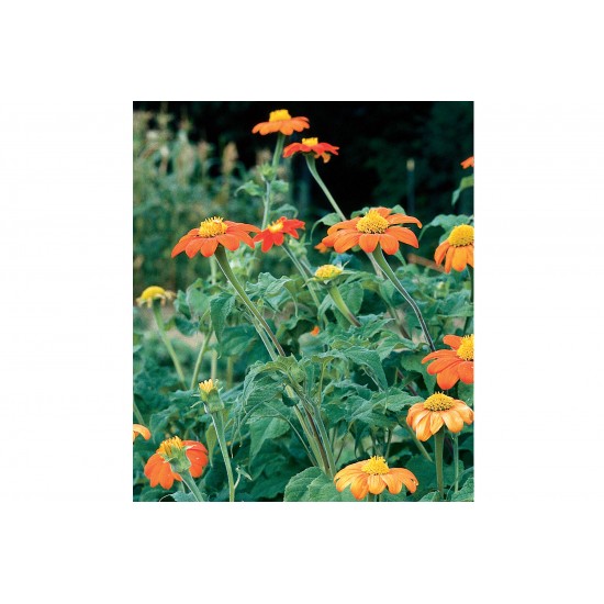 Torch - Tithonia Seed