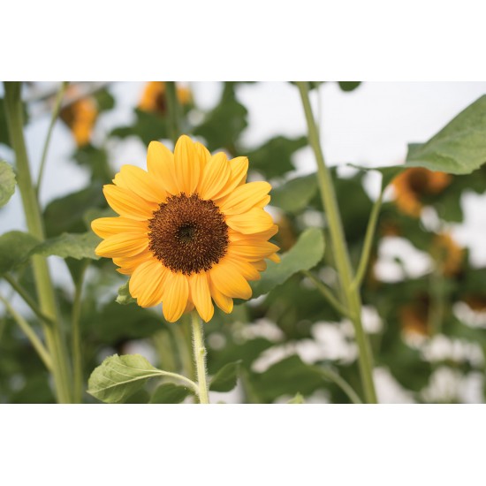 Vincent®s Choice - Treated (F1) Sunflower Seed